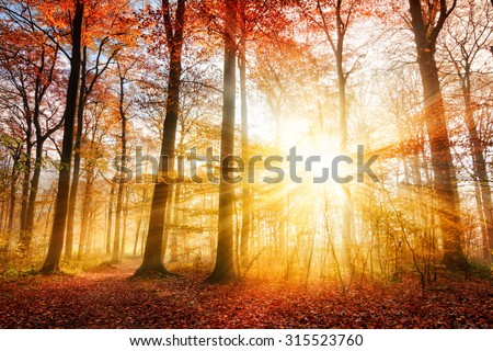 Warm autumn scenery in a forest, with the sun casting beautiful rays of light through the mist and trees Royalty-Free Stock Photo #315523760