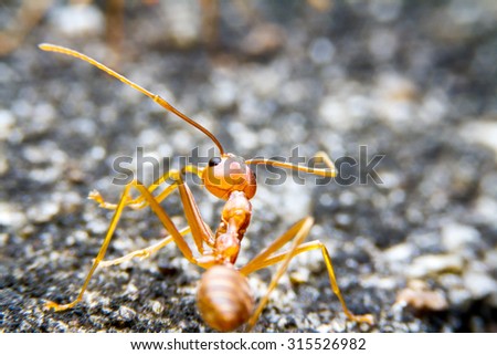 Army red fire ant and bokeh on background 