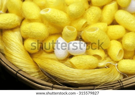 yellow and gold cocoon silk worm in basket, Thailand ,Silk production process, Silkworm from egg to worm in wooden basket