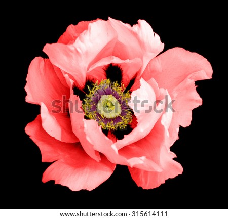 Red peony flower macro photography isolated on black