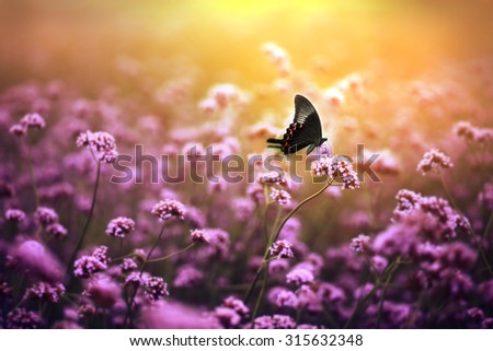 Vintage butterfly. butterfly on flower with 