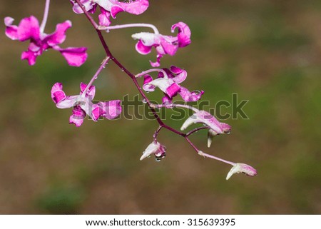 Orchids,  Thailand orchid
