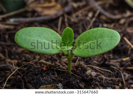 Planting a small plant on a pile of soil 