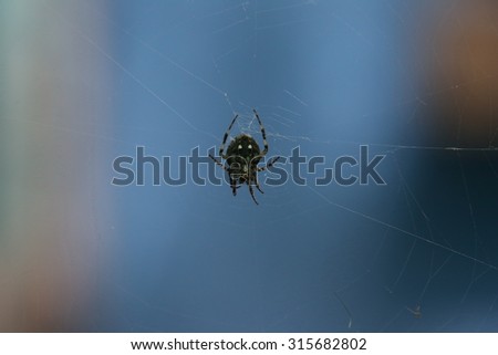  macro Spider ,Wasp spider on the web, top view, background, insect and zoology