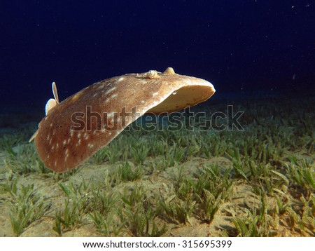 Electric leopard torpedo ray wobbling over seagrass Royalty-Free Stock Photo #315695399