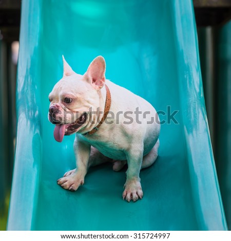 French bulldog sit on slide in park