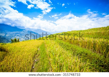 Rice fields on terraced near Sapa, Laocai, Vietnam. Rice fields prepare the harvest at Northwest Vietnam. it's a famous location for travel 