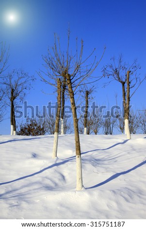trees in the snow, closeup of photo