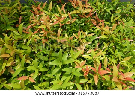Multiple shades of green leaves