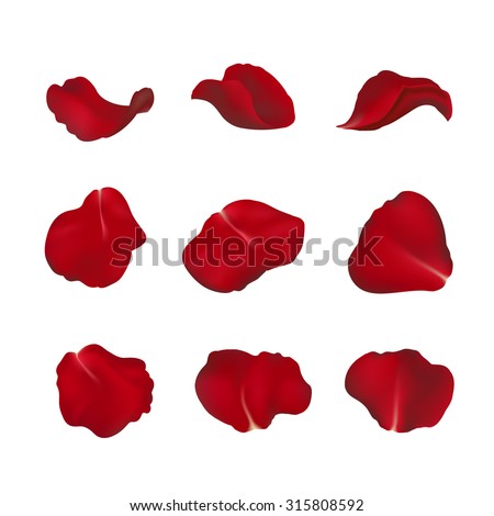 red rose petals isolated on white
