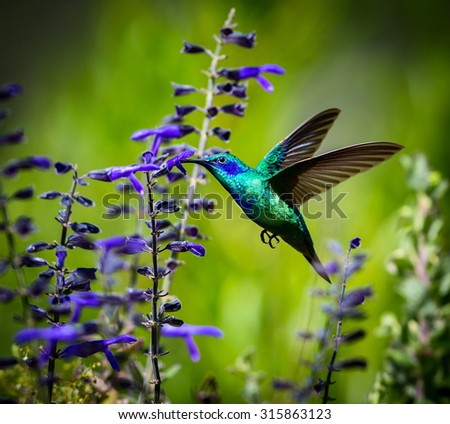 incredibly beautiful Green Violet Eared Hummingbird in the central mountains of Mexico. This is a rare picture of a medium sized hummingbird that is very elusive and shy and is one special bird. 