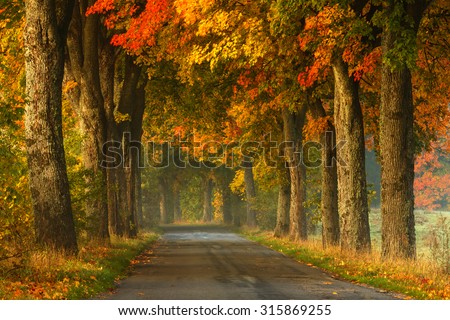 Autumn Road Alley Northern Poland./ Autumn Road Alley. Royalty-Free Stock Photo #315869255
