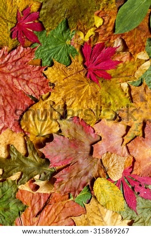 Autumn leaves background. / Autumn leaves background.