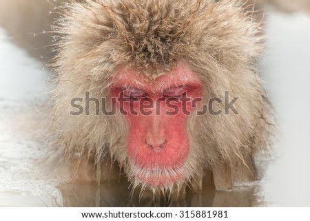 The Japanese monkey which enjoys a hot spring slowly and carefully