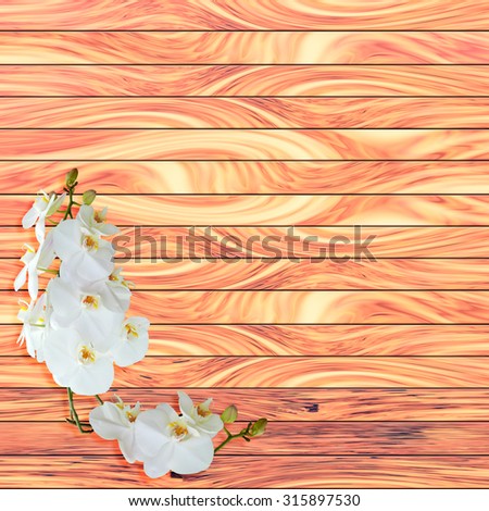 Abstact Beauty White orchid on wood plank background