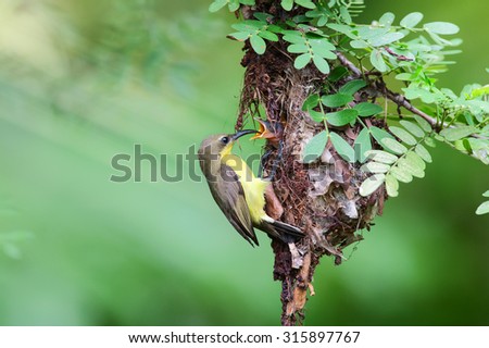 The olive-backed sunbird (Cinnyris jugularis), also known as the yellow-bellied sunbird, is a species of sunbird found from Southern Asia to Australia.She flies to make her nest. Royalty-Free Stock Photo #315897767