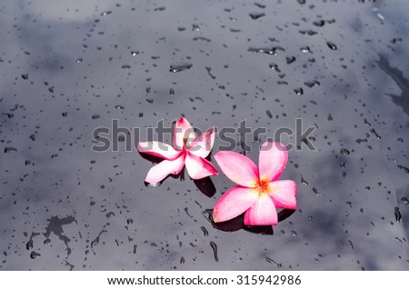Frangipani flower fallen on a car bonnet.