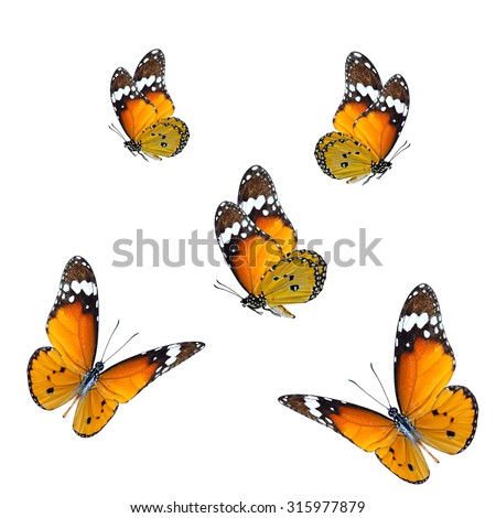 Set of beautiful Tiger Butterflies on the white background