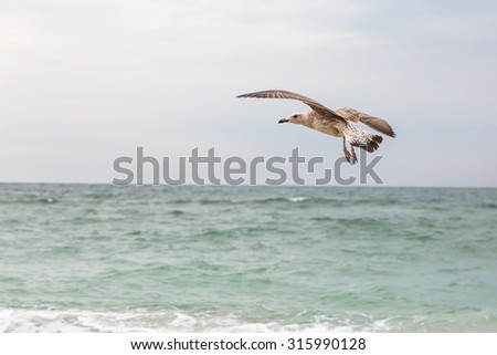 Seagull soaring over the waves in search of food at sunset on the background of clouds