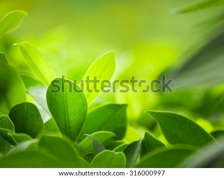Nature of green leaf in garden at summer. Natural green leaves plants using as spring background cover page environment ecology or greenery wallpaper Royalty-Free Stock Photo #316000997
