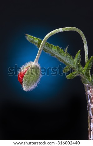 opening red poppy flower head on a black background