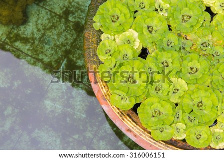 Green pistia stratiotes in pottery near pond.