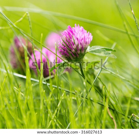 purple clover flowers in nature