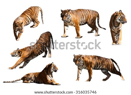  set of tigers. Isolated  over white background with shade