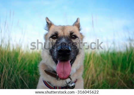 thai dog in green grass - blue sky on background