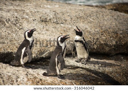 Singing pinguins