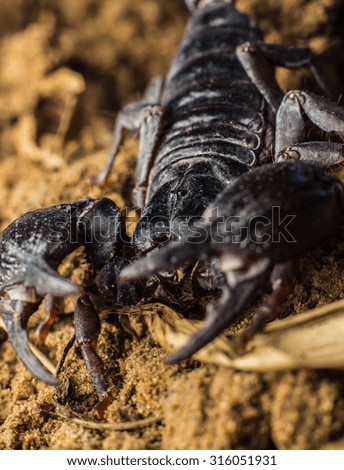 Tropical Scorpion in Thailand