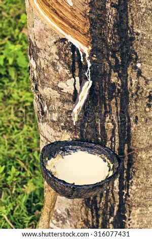 rubber latex from tree farm in Thailand