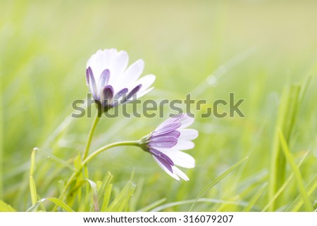 daisies on the lawn