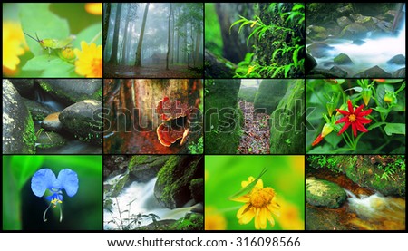 Nature set photo collage background