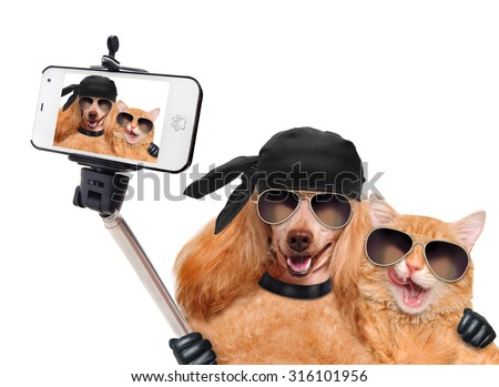 dog with cat taking a selfie together with a smartphone 