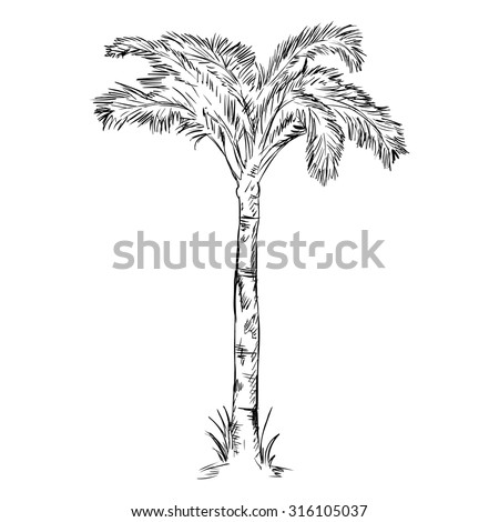 Vector Single Sketch Palm Tree