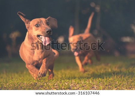 Dogs playing and running in the grass. Royalty-Free Stock Photo #316107446