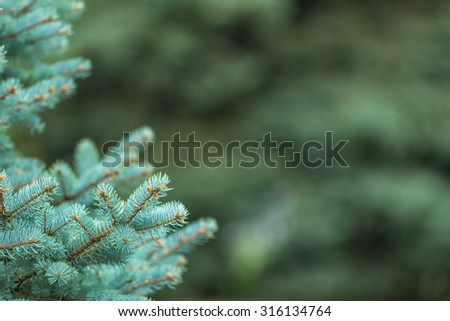 background, blue spruce in the forest