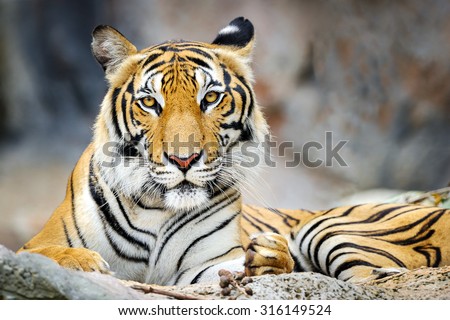 Behavior of the tiger. Royalty-Free Stock Photo #316149524