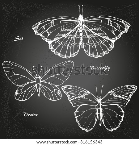 Butterfly pattern. Insect sketch collection for design 