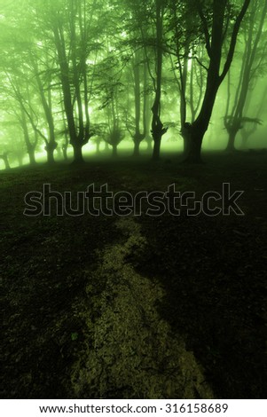 path to the mysterious forest