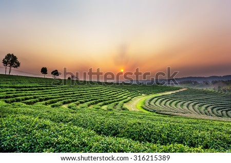 Sunset view of tea plantation landscape at Chiang rai, Thailand. Royalty-Free Stock Photo #316215389