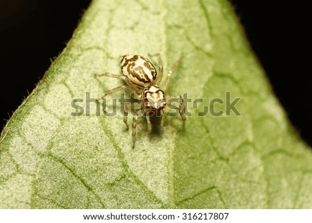 small spider on green leaf in garden