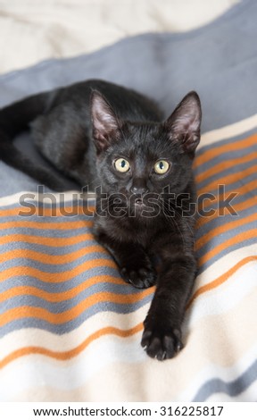 Cute Black Kitten on Blanket with Orange Stripes