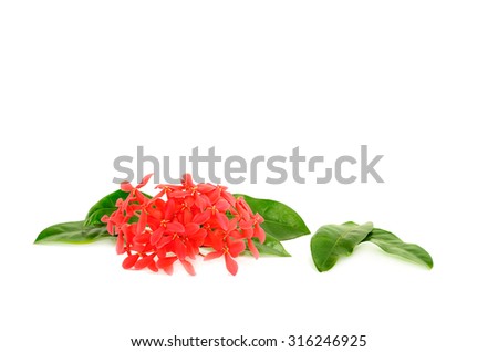 Red Ixora flower isolated on white background