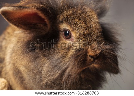 Close up picture of a cute brown lion head rabbit bunny looking at the camera.