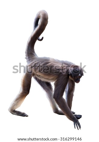 Long Haired Spider Monkey Ateles Belzebuth Isolated On White