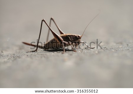 Closeup of one little wild animal insect family of grasshopper brown color standing on ground sunny day outdoor on grey background, horizontal picture