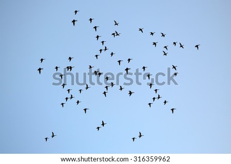 Aerial view of big band of many flying black birds migrating to warm places in unflawed blue sky sunny day outdoor on natural background, horizontal picture