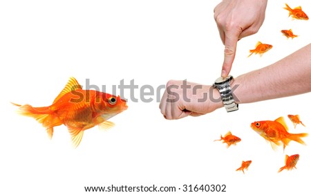 explaining that time is money to a goldfish